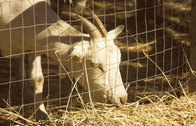 Casale Torre San Magno - Foto 50