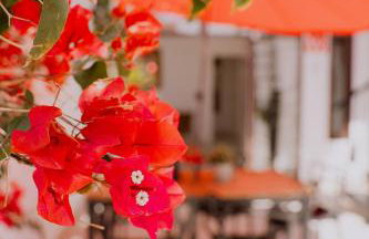 Finca Thiago - Foto 68