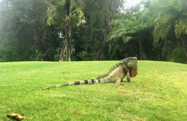 Sanibel Siesta on the Beach - Foto 34