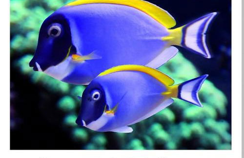 Maison 2 Chambres en Bord de Mer-Jardin & Animaux Acceptes, 400m de la Plage - Foto 36