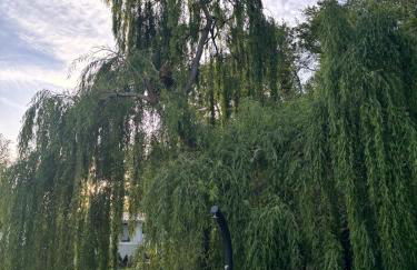 Gîtes Terra di a Bravona - Foto 44