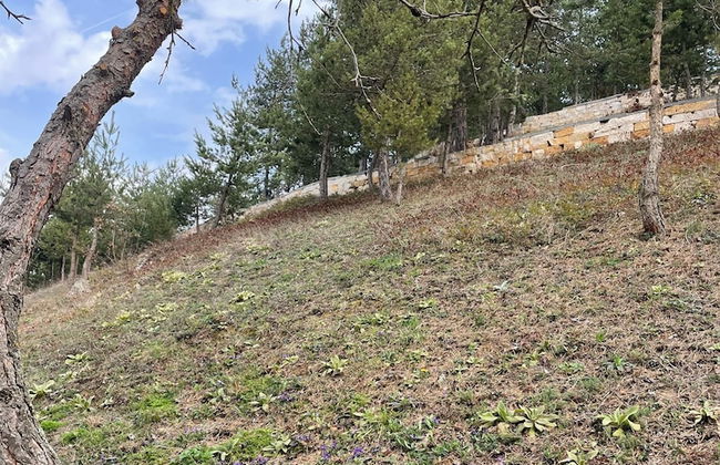 Candarlı Çiftliği - Foto 24