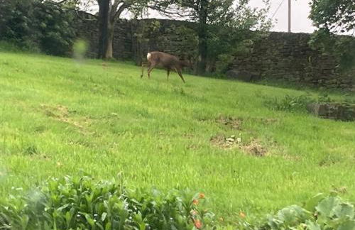Royds Hall Cottage - Foto 24