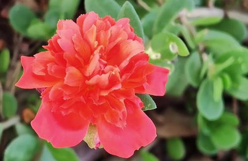 Flor e Luz Chalés - Foto 56