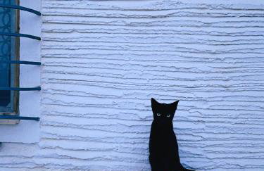 The Artist's Farm - Foto 77