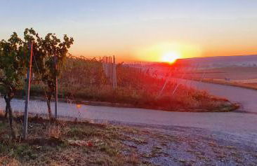 Weingut Will und Würz Lemberger - Foto 1