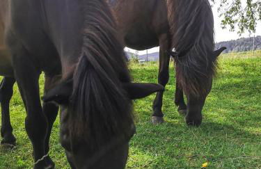 Ponyhof Adam Urlaub auf dem Bauernhof - Foto 68
