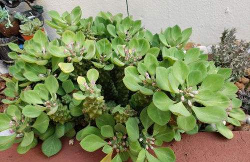 Yolanda Family House - Foto 32