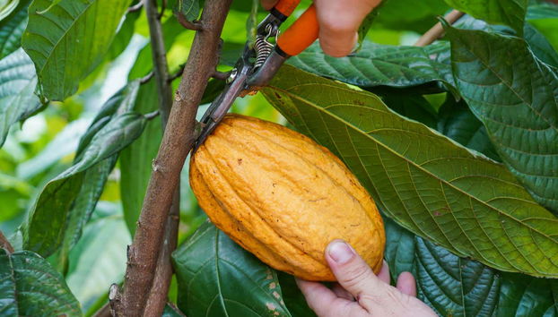 Costa Rican Coffee & Chocolate Tour - Foto 5