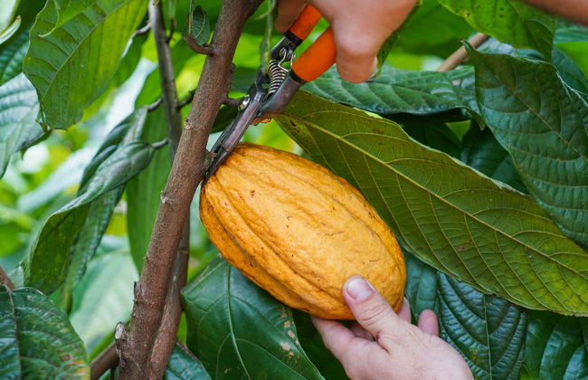 Costa Rican Coffee & Chocolate Tour - Foto 5