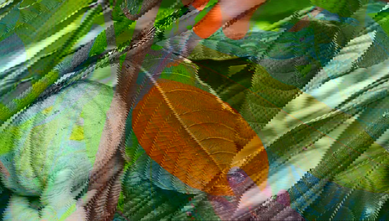 Circuit du café et du chocolat - Photo 1