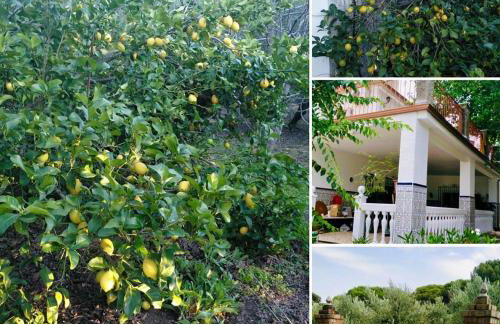 La Isabelita - Foto 18