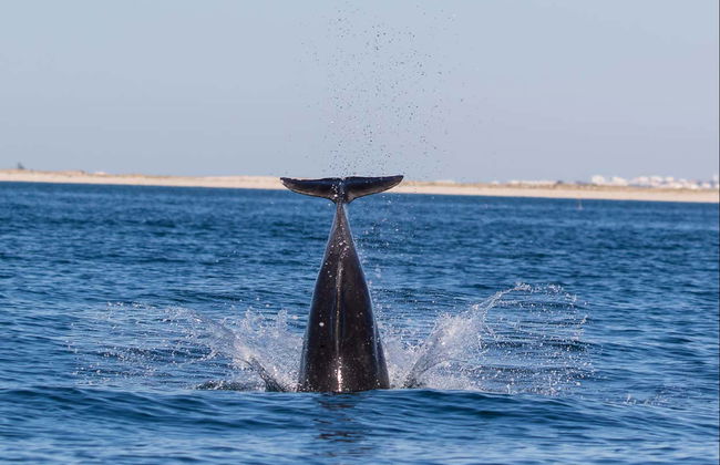 Avistamiento de delfines en Tavira - Foto 6
