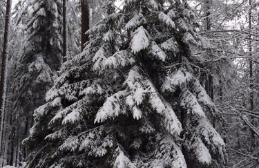 Wildblick Appartment Hof Grindelborn - Foto 14