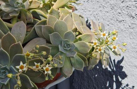 Cantinho da Lourdes e Tonito Nº 136193/AL - Foto 24