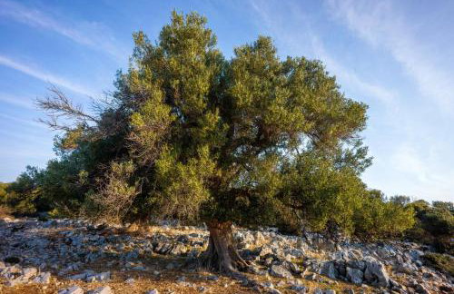 Apartment Tia - Photo 23