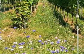 Porschdorfer Einkehr - Foto 8