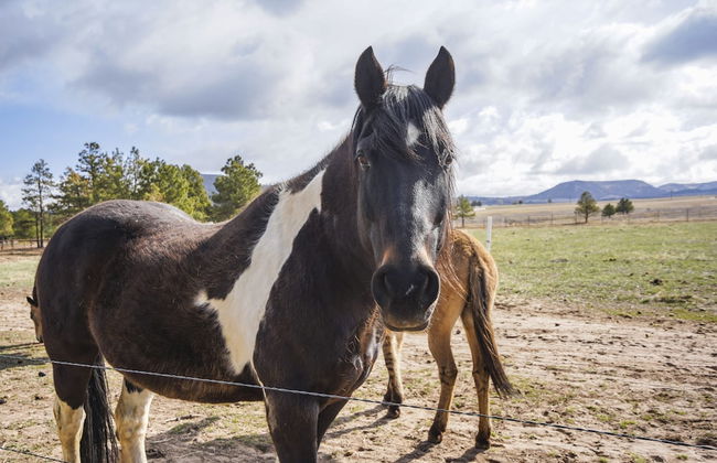 Cowboy Quarters - Foto 28