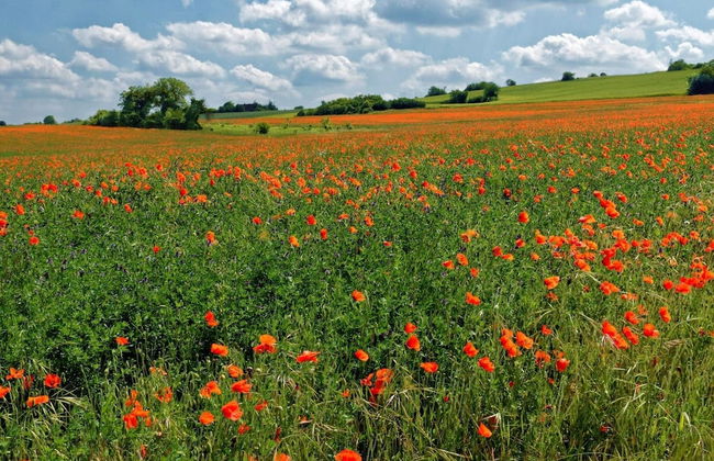 Holiday Home in Pertuis With Private Pool - Foto 33