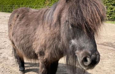 Ferienhof Kunzog - Foto 31