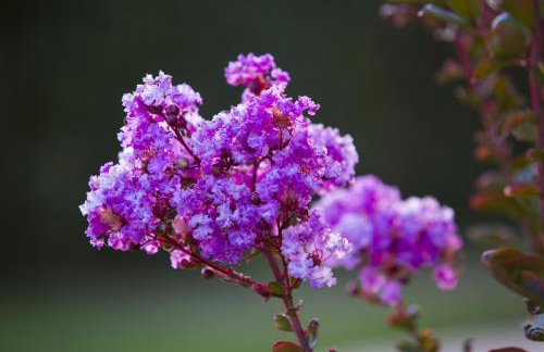 Vakis apartments - Foto 30