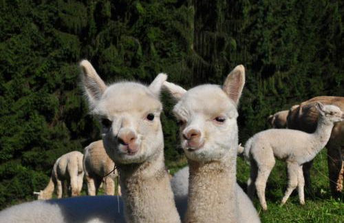 Ferienhaus "Einfach Schön" - Foto 34