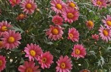 Magnolia casa di campagna Costa dei Trabocchi - Foto 38