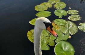 Cottage - Kleine alte Villa am See - Foto 34