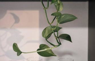 Quiet Creekside Walk to Downtown - Foto 34