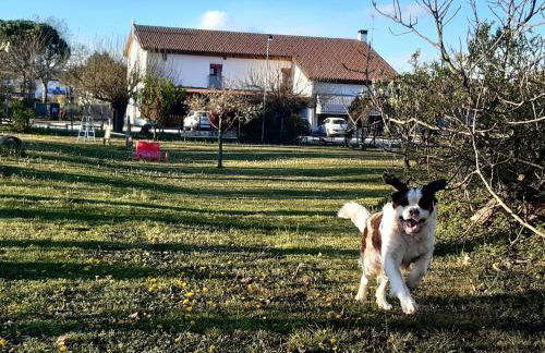 Agriturismo il Podere Vedelago con San Bernardo, Alpaca e una Pentola di cose da scoprire - Foto 39