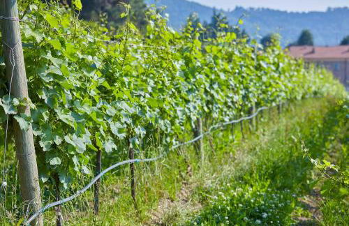 Villa Milesi in Franciacorta - Foto 33