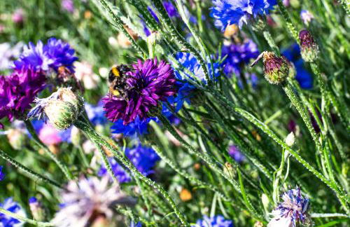 Cité Jardin - Foto 25