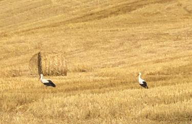 Siedlisko Wiłkupie, Dom na wzgórzu - Foto 57