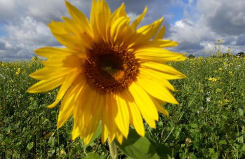 Neulandhof Spöring - Foto 16