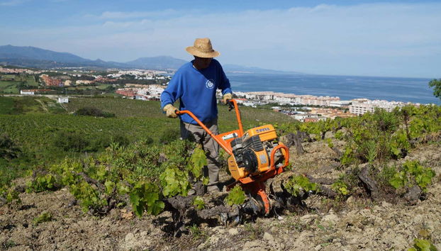 Wine Tour in Manilva - Foto 5