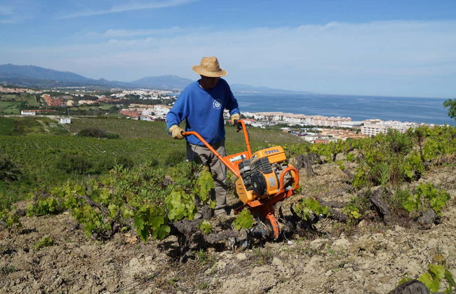 Wine Tour in Manilva - Foto 5