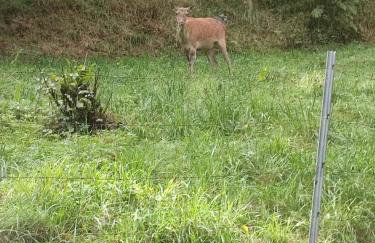 Apartament u Joli - Foto 16