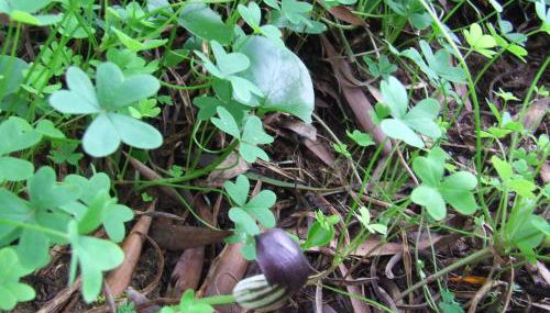 Casalmograve beach house - Foto 4