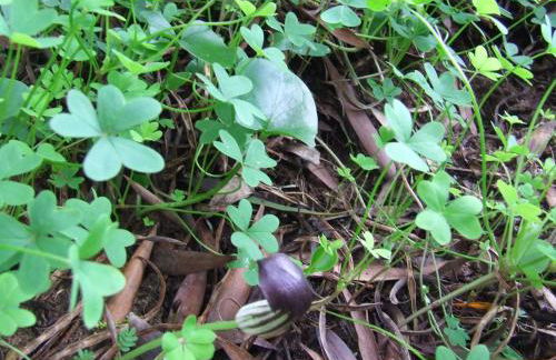 Casalmograve beach house - Foto 4