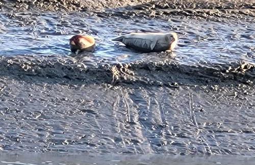 Träumeria - Foto 12