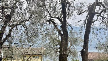 Patty's Lemonhouse - Foto 2