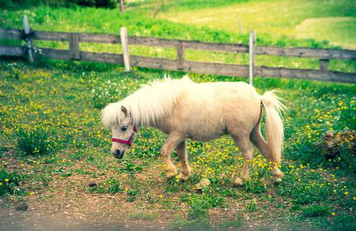 Ennerla Hof - Foto 20