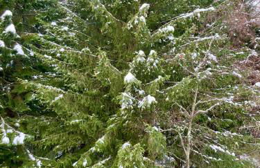 Appartamento sulle piste Folgarida - Photo 12