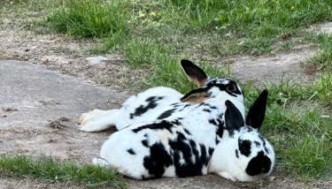 Unstruttal - Foto 5, Garden