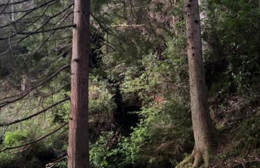 North Lodge Kilmun - Foto 75