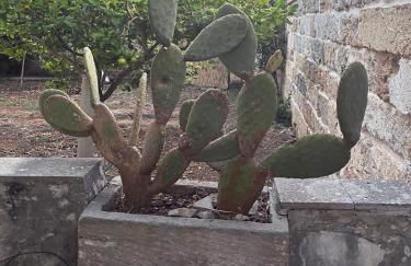 Casa Licchia - Foto 22