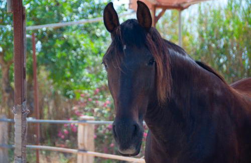 Agroturismo Finca Sant Blai - Photo 67