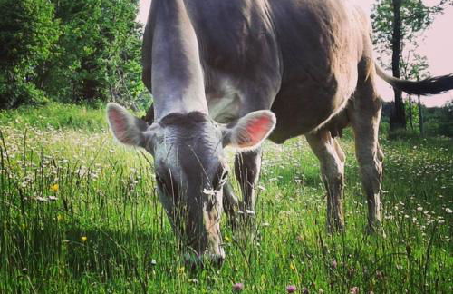 Agriturismo dell'Altopiano - Foto 17