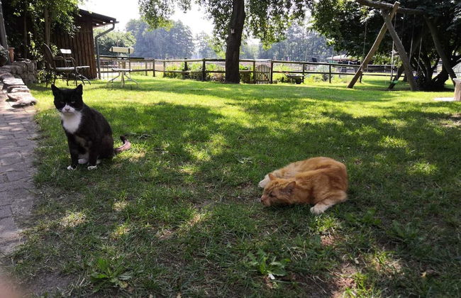 Ferienhof Trapp Heuhotel - Foto 21