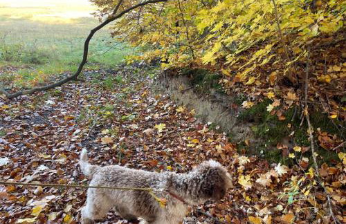 Ptasi Zakątek - Foto 12